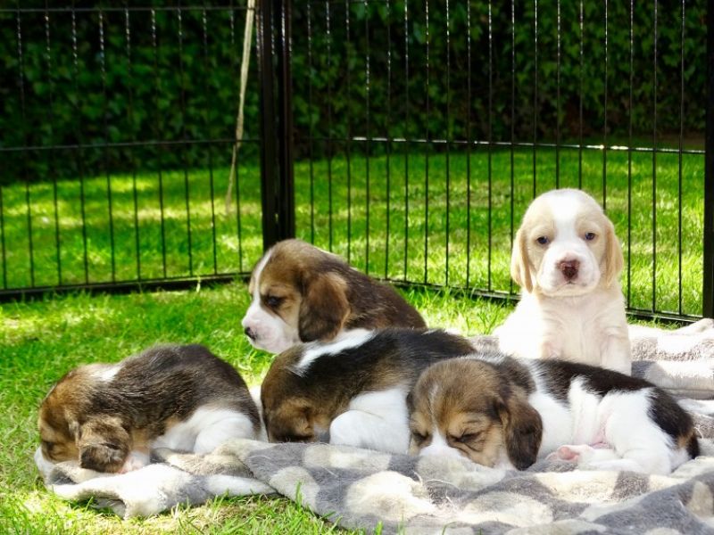 Regalo cuccioli di Beagle