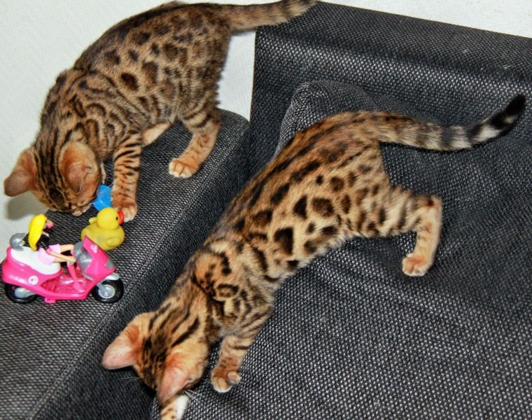 Gattini di bengala  per adozione ( regalo  )