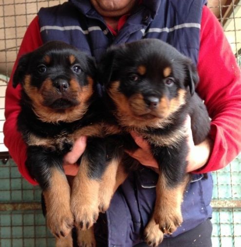 REGALO Cuccioli Rottweiller Disponibili  Abbiamo cuccioli rottweiller freschi disponibili tra l'8 e 