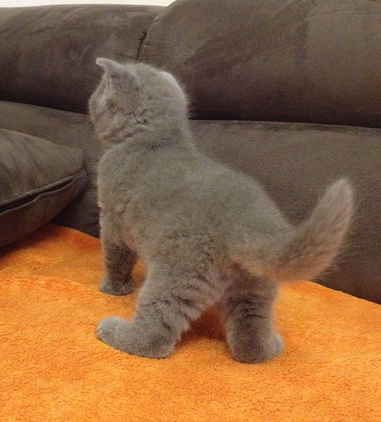 GATTINI BRITISH SHORTHAIR, PEDIGREE (IN REGALO)   Disponibili subito bellissimi gattini british shor