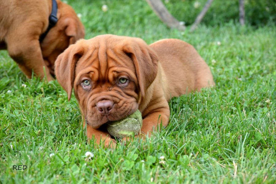 Bellissimi maschi e femmine dogue de bordeaux