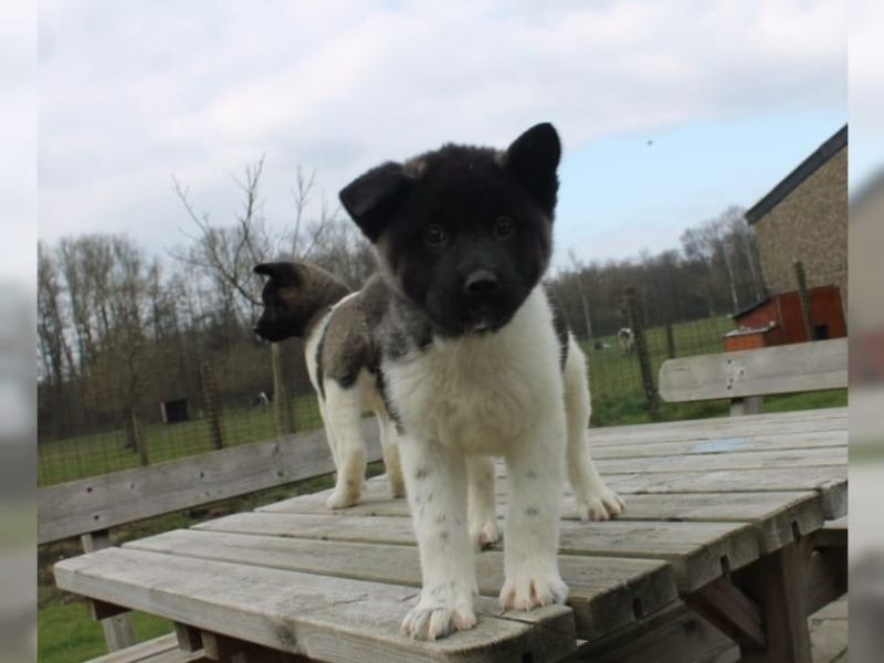 Regalo Akita Splendidi cuccioli..