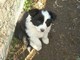 Meravigliosi cuccioli di Border Collie