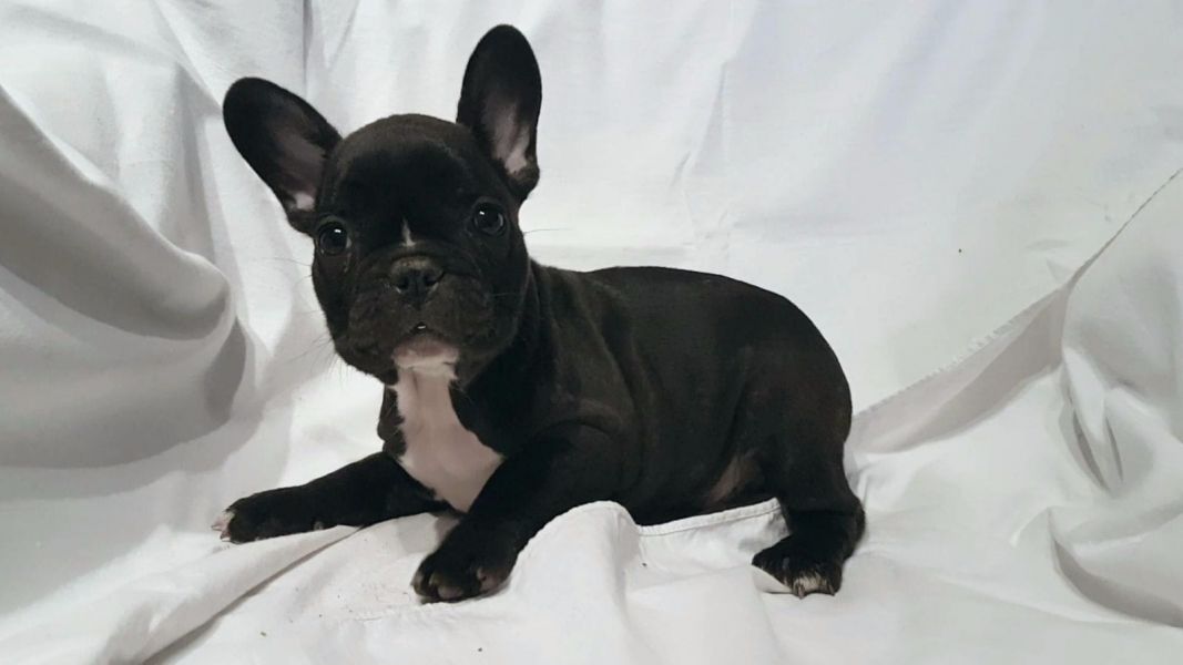   cuccioli di Bulldog Francese  ( Gratis )