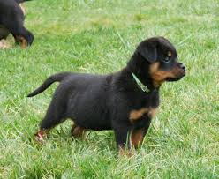 Adorabili cuccioli di rottweiler femminucce e maschietti disponibili per l'adozione cuccioli sono va