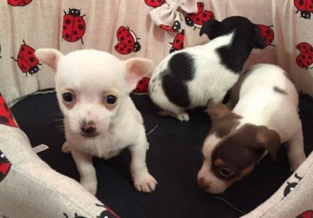 !!Chihuahua con pedigree !!!!..