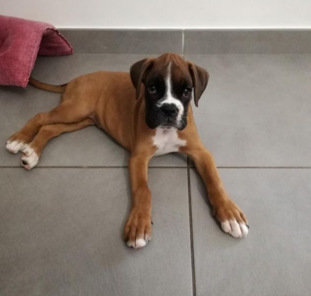  Regalo Cuccioli di boxer in pronta consegna i cuccioli verranno Dato dopo 90 giorni dalla nascita, 