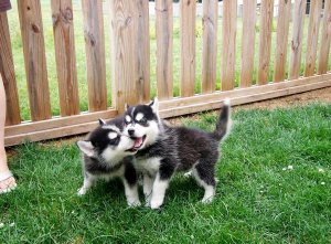 Regalo Cuccioli Siberian Husky 