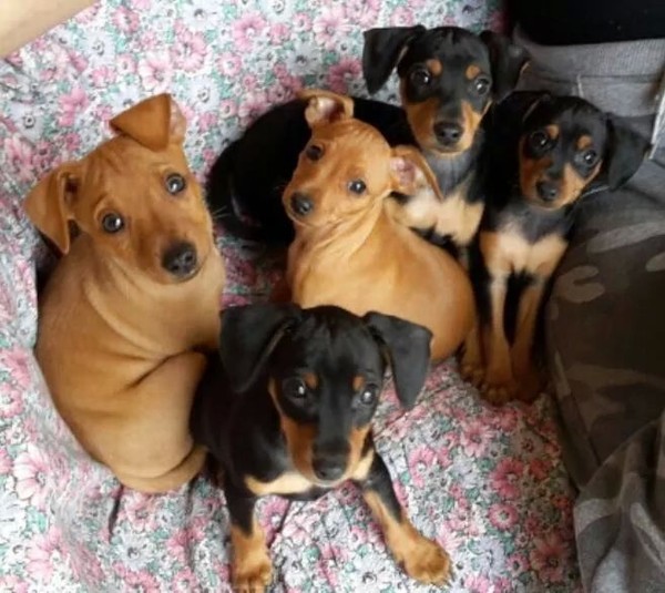 Meravigliosi Pinscher Nani Puri