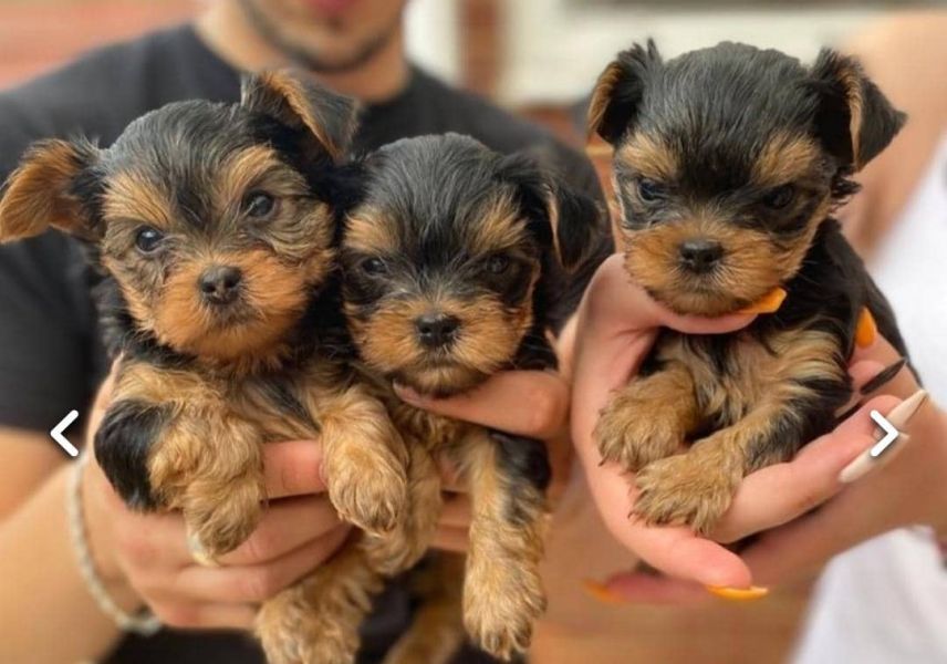 Regalo Yorkie cuccioli giocherelloni disponibili