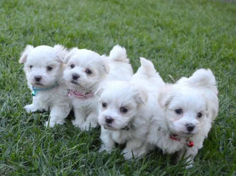 4 cuccioli di maltese per adozione
