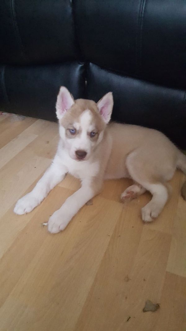 Cuccioli di Husky siberiano
