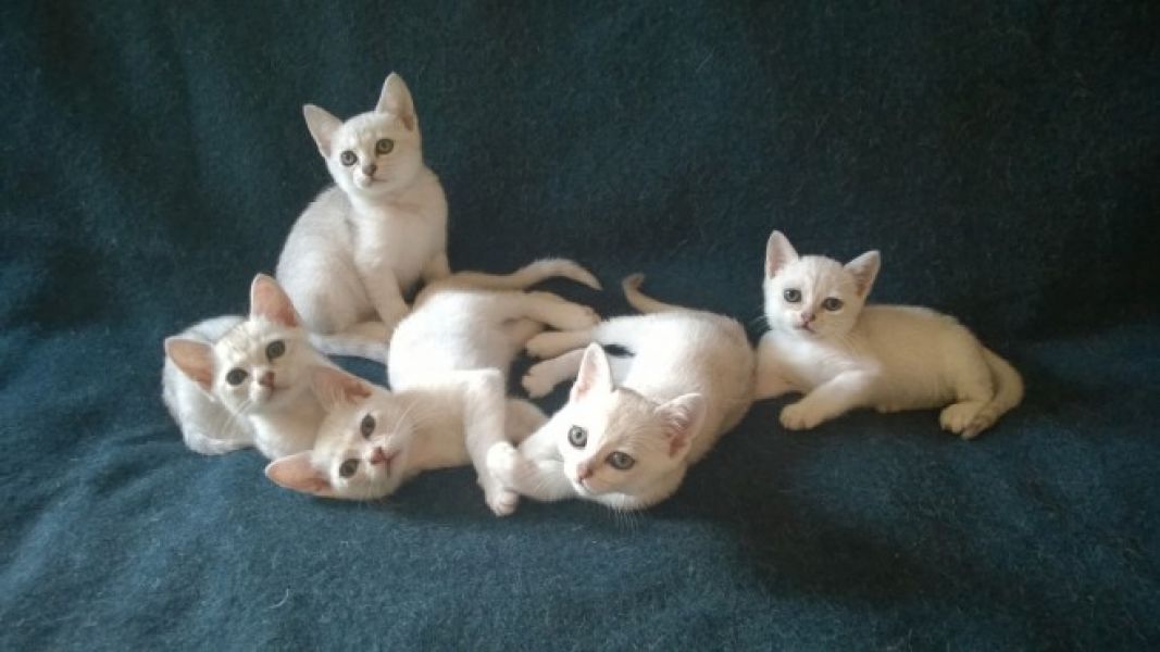 Gattini burmilla carino bella loof