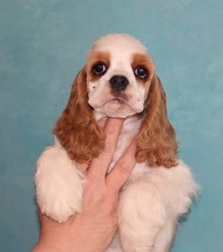   cuccioli di cocker-spaniel   per adozione ( maschio e femmina )