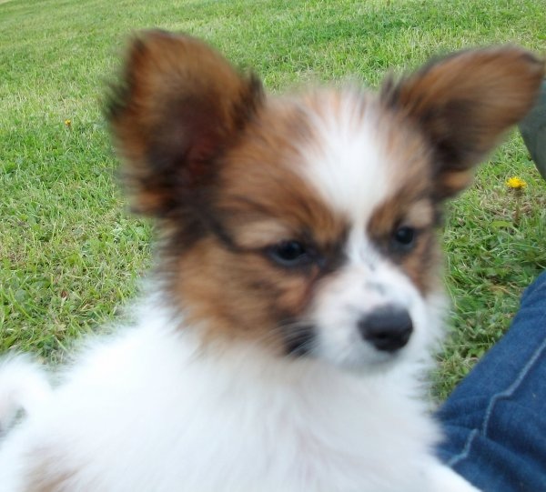 Adorabili cuccioli di papillon femminucce e maschietti disponibili per l'adozione gratuita
