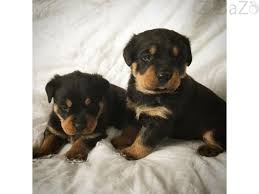 2 ultimi cuccioli di Rottweiler per l'adozione