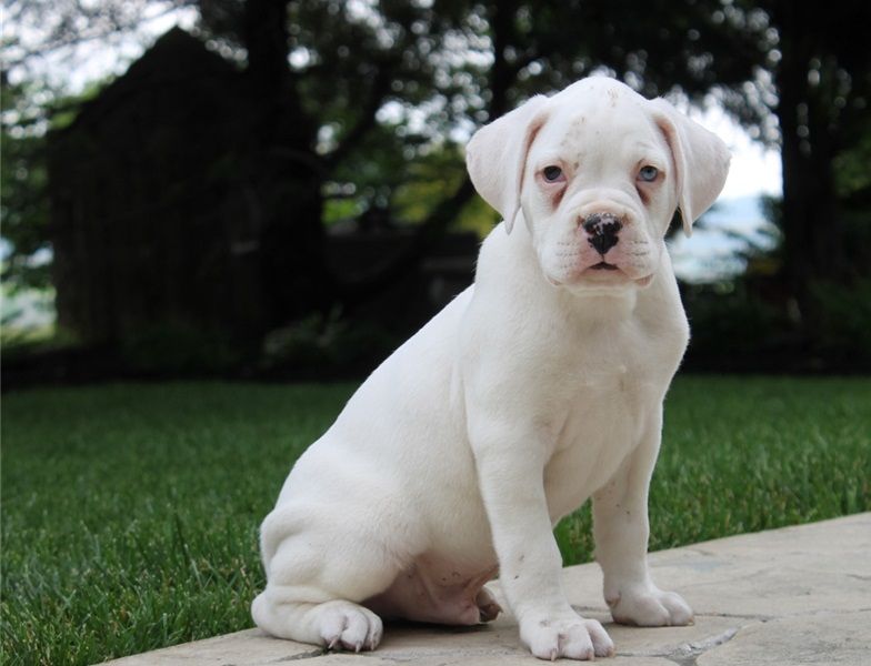 REGALO Estremamente carino cuccioli di boxer per l'adozione