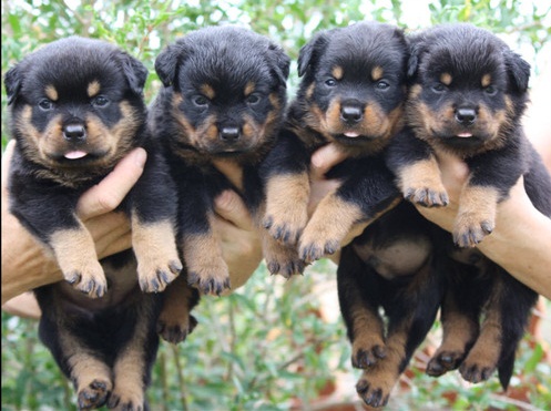 REGALO Cuccioli di rottweiler 1 femmine e un maschietto.