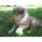 Cuccioli di Border Collie Maschietti e Femminucce.  cuccioli di Border Collie Maschietti e Femminucc