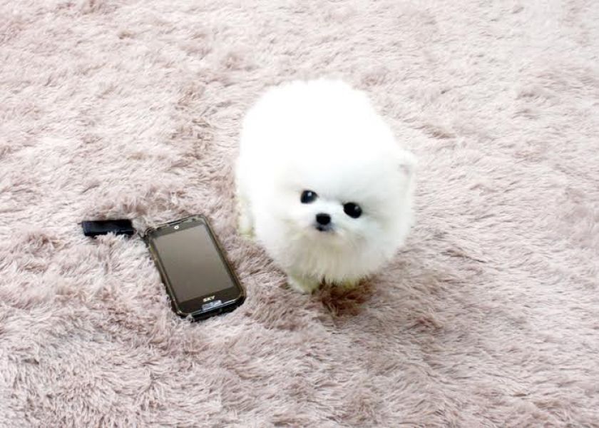 Regalo Volpini cuccioli di pomerania