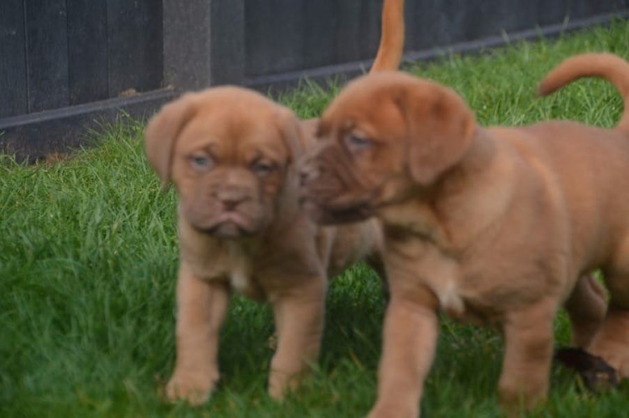 Molto bella e sani  cuccioli di dogue bordeaux  per adozione maschi e femmine disponibili (gratis)