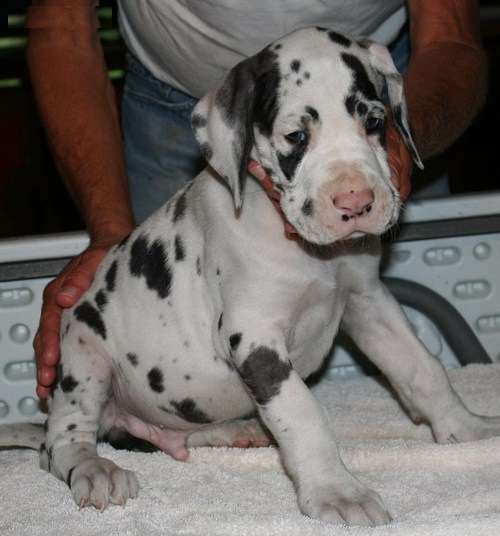 Regalo adorabili cuccioli di Alano femminucce e maschietti disponibili per l'adozione gratuita i cuc