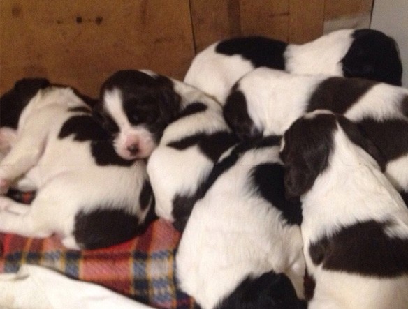 Cuccioli Springer Spaniel Inglese
