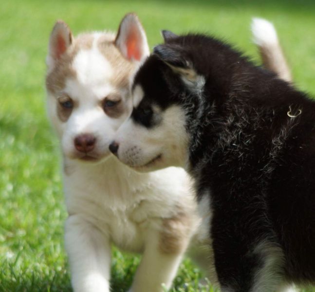 Cuccioli di Husky siberiano