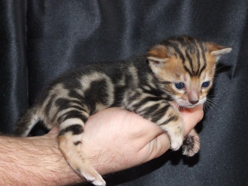 Adorabili cuccioli di bengala gattini femminucce e maschietti disponibili per l'adozione