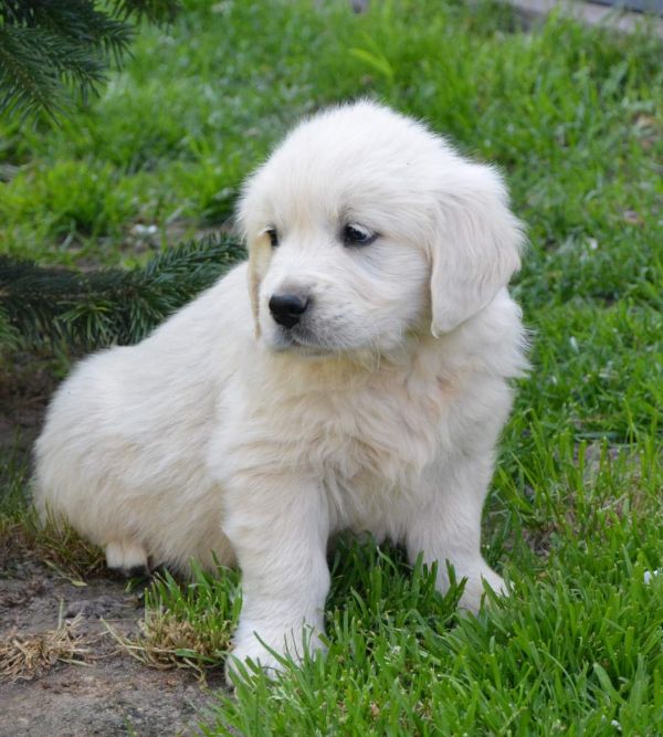 Molto bella e sani cuccioli di golden retriever per adozione maschi e femmine disponibili (gratis)  