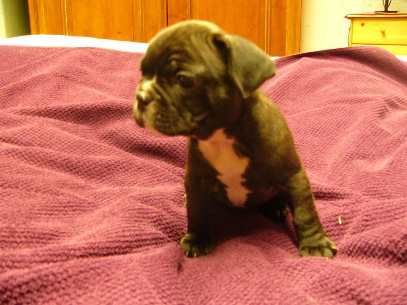 Maschio e femmina adorabile bulldog francese  cuccioli disponibili per l'adozione