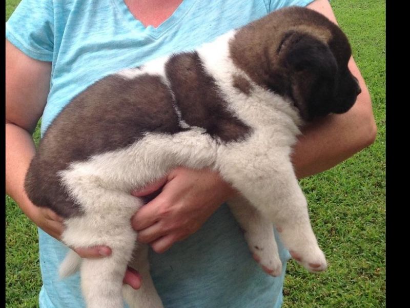 Coraggioso e adorabili cuccioli di Akita femminucce e maschietti disponibili 
