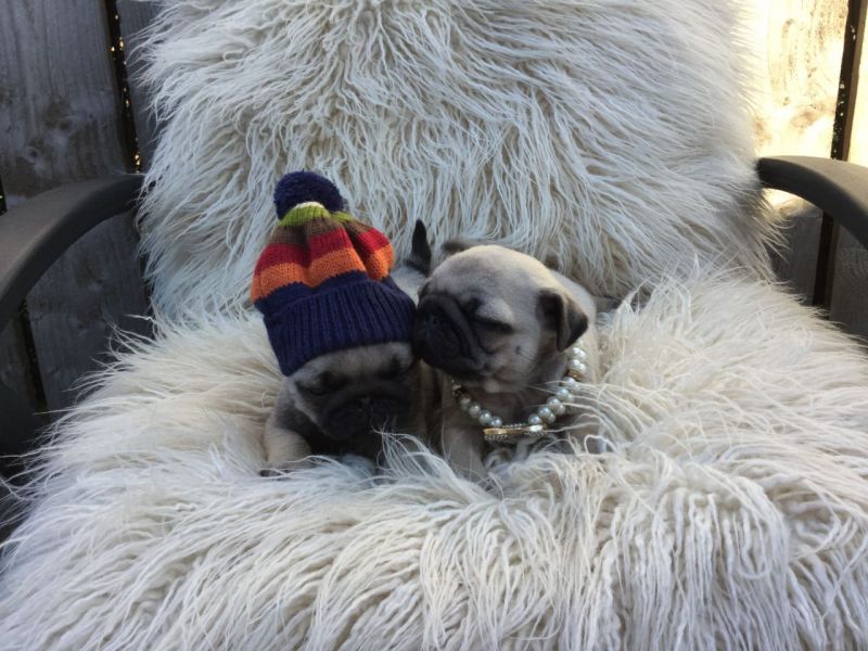 Bellissimi cuccioli carlino