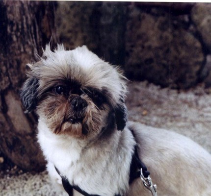Due shihtzu cercano casa:deceuta la padrona
