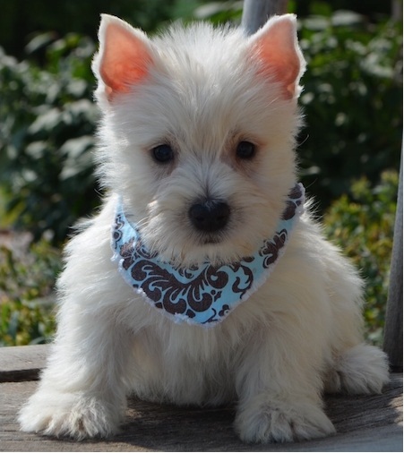 Regalo adorabili cuccioli  West highland terrier bianco femminucce e maschietti disponibili