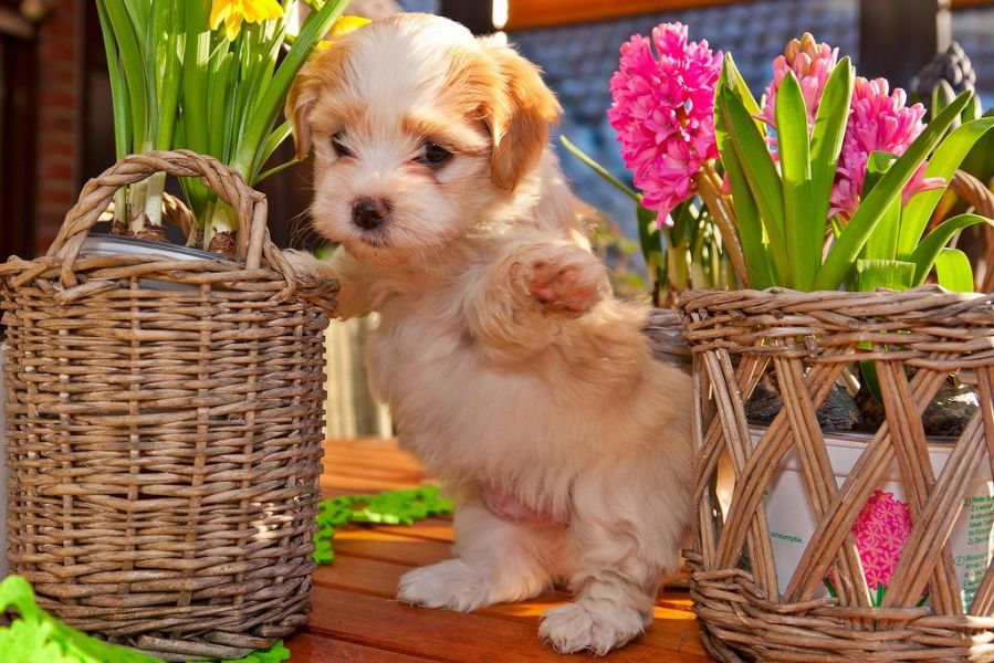 REGALO Dolci cuccioli Havanese per l'adozione