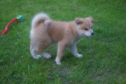 ~~~bellissimi cuccioli di akita inu REGALO.  bellissimi cuccioli di akita inu di circa 3 mesi con is