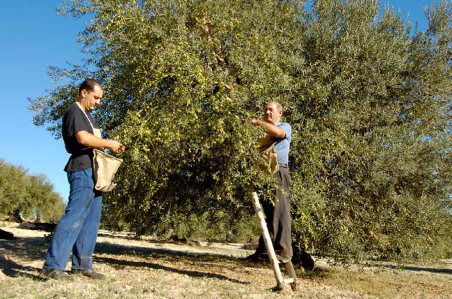 Guadagnolu      Sacca x Raccolta Olive