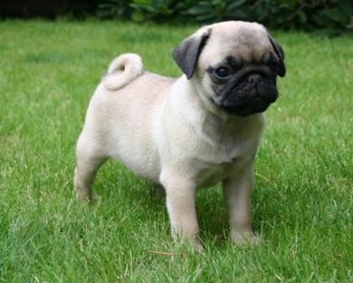   REGALO BELLISSIME CUCCIOLI DI CARLINO Carlino - Cuccioli disponibili neri e beige,vengono consegna