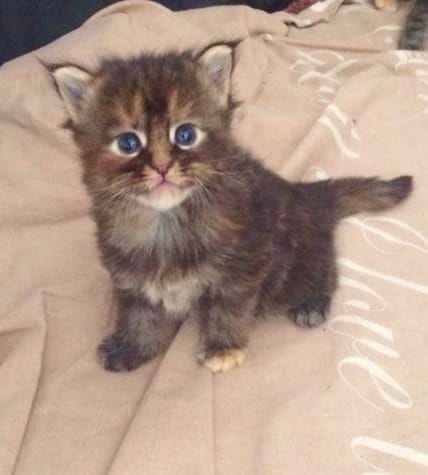   regalo main coon gattini disponibili per l'adozione