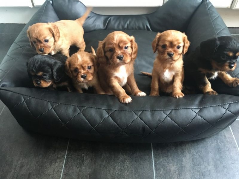 Cuccioli di cavalier king disponibili