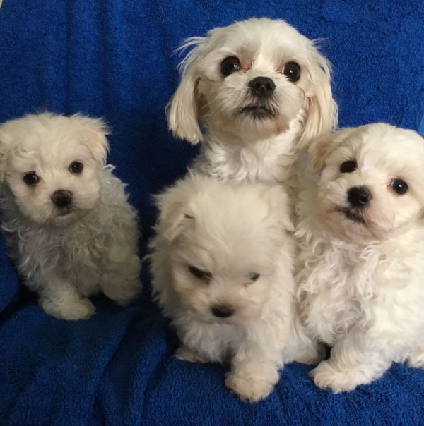 REGALO Dolci cuccioli Maltese per l'adozione abbiamo cuccioli Maltese molto felice e sorprendente. 