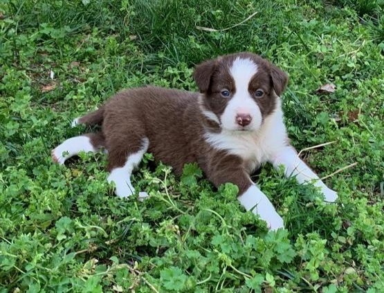 Regalo Cucciolo di Border collie in pronta consegna