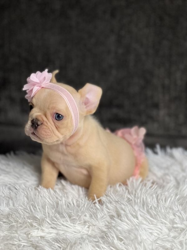   Regalo Meravigliosi cuccioli di bulldog francese (marieiris783@gmail.com)  Casa cresciuto, salute 