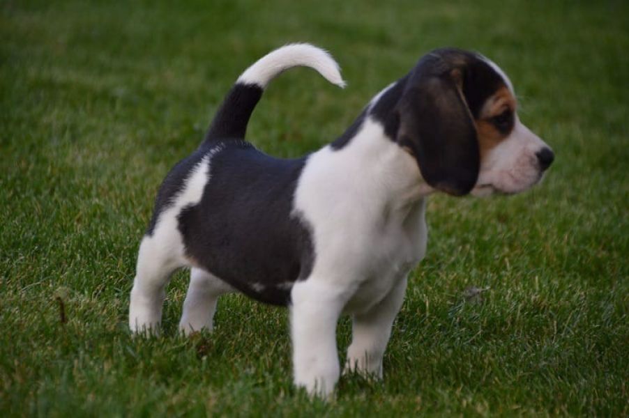Cuccioli di beagle  ( per regalo )