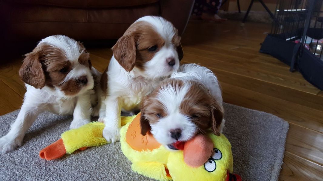 Cuccioli di cavalier king disponibili