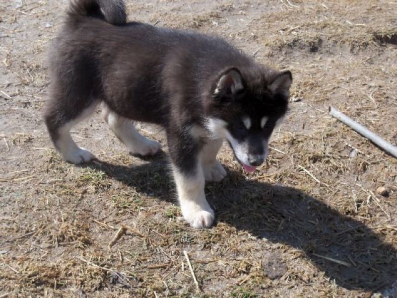 Regalo cuccioli di Siberian Husky