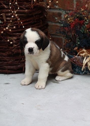 Cuccioli di san bernardo ( per regalo )