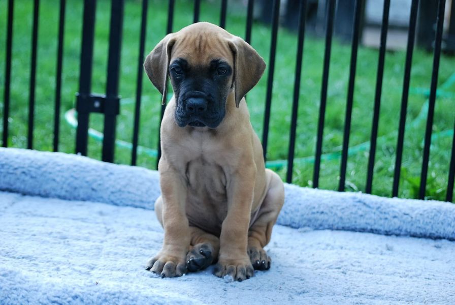 Molto bella e sani cuccioli di Alano  per adozione maschi e femmine disponibili (gratis)