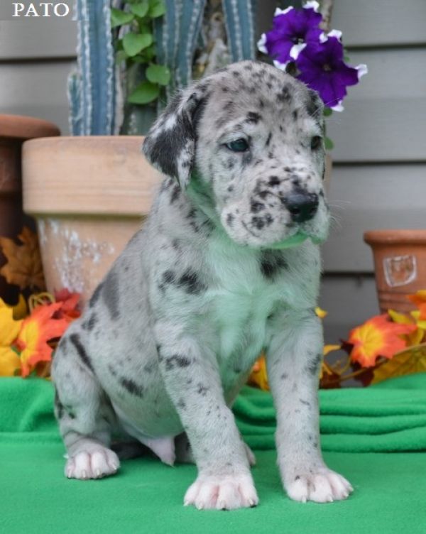 Regalo adorabili cuccioli Alano femminucce e maschietti disponibili